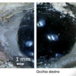 Macro photography reveals exquisite care in the execution of the eyes for the statue.
