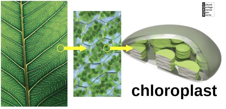 Chloroplasts in leaves cells