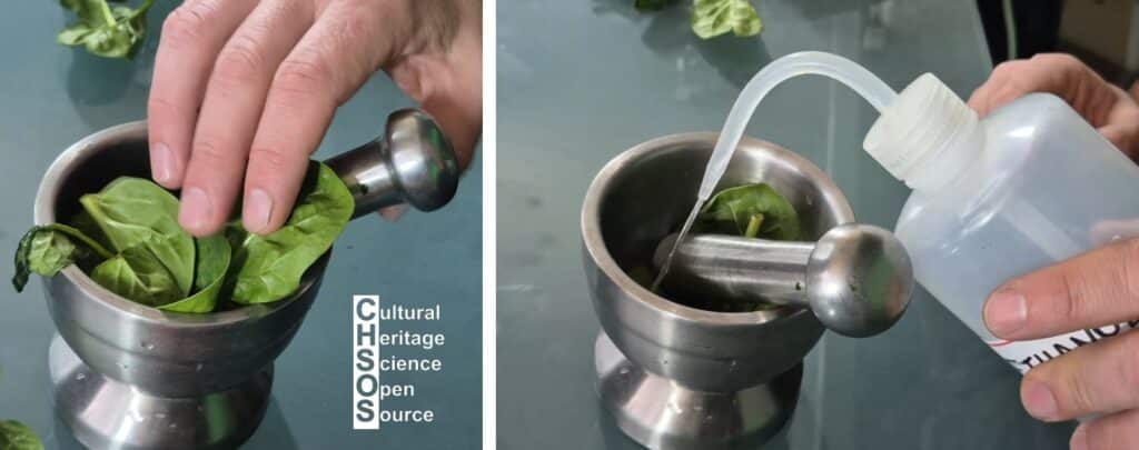 extraction of chlorophyll with ethanol
