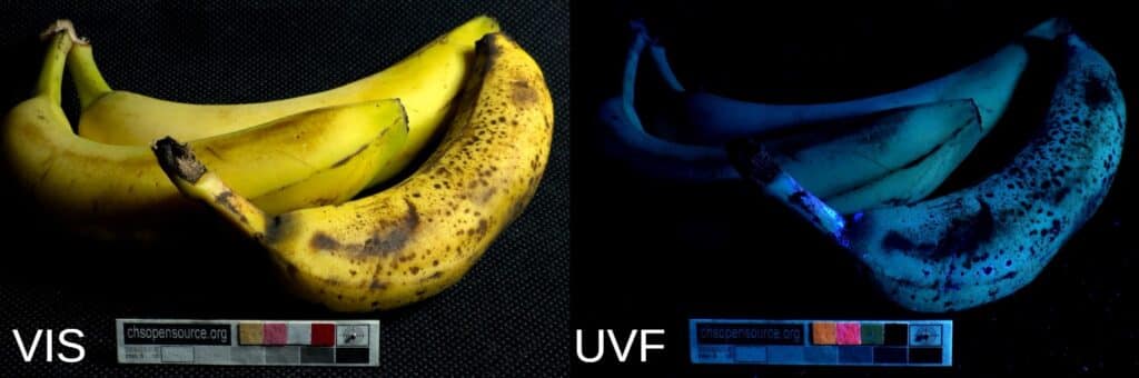 banana UV fluorescence