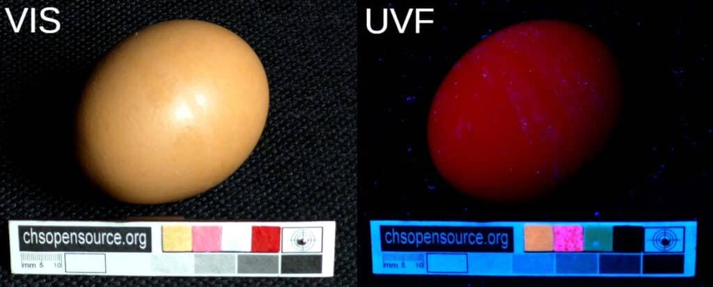 eggshell UV Fluorescence